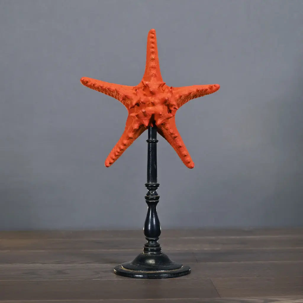 Stella marina su base di legno 39cm