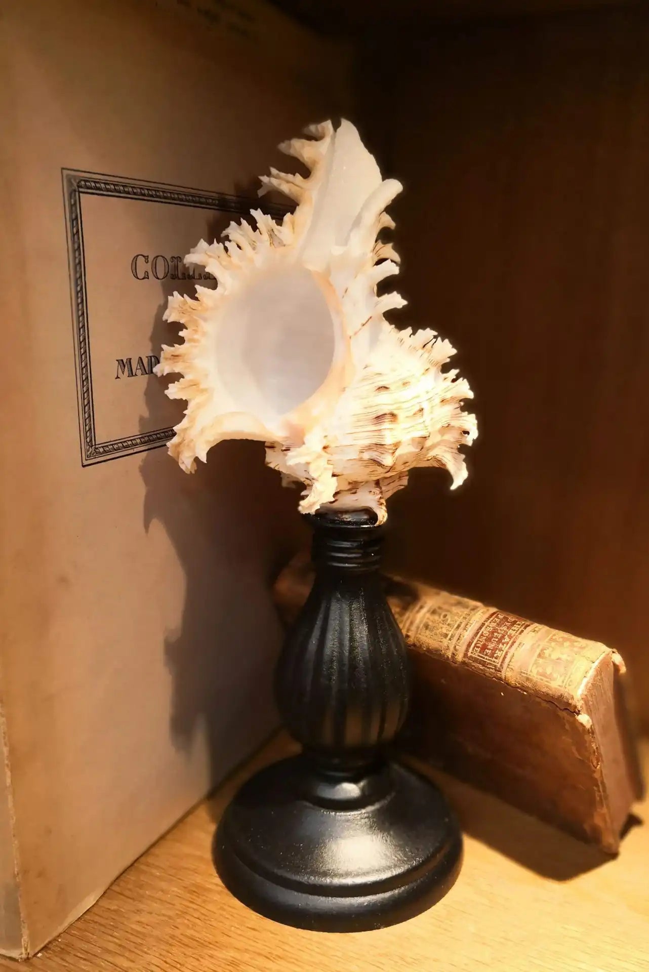 Conchiglia Murex Ramosus su piedistallo 24cm