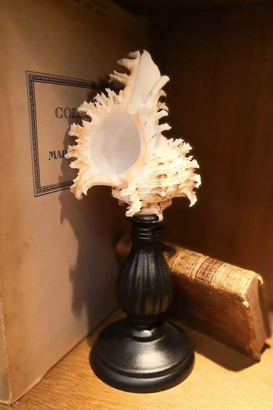 Conchiglia Murex Ramosus su piedistallo 24cm