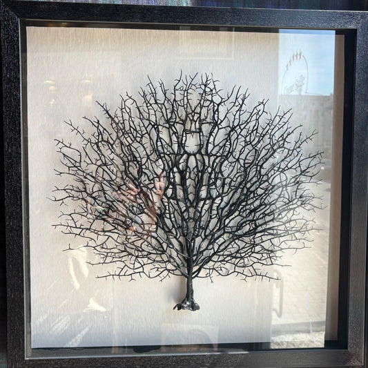 Quadro gorgonia nera 60x60cm