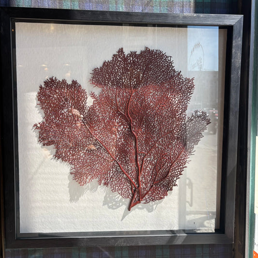 Quadro gorgonia ruggine 60x60cm