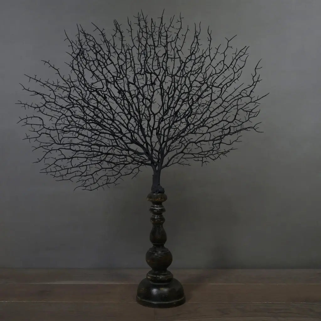 Gorgonia Ventaglio del Mar Nero su supporto 66X55cm