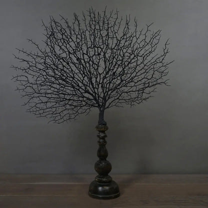 Gorgonia Ventaglio del Mar Nero su supporto 66X55cm