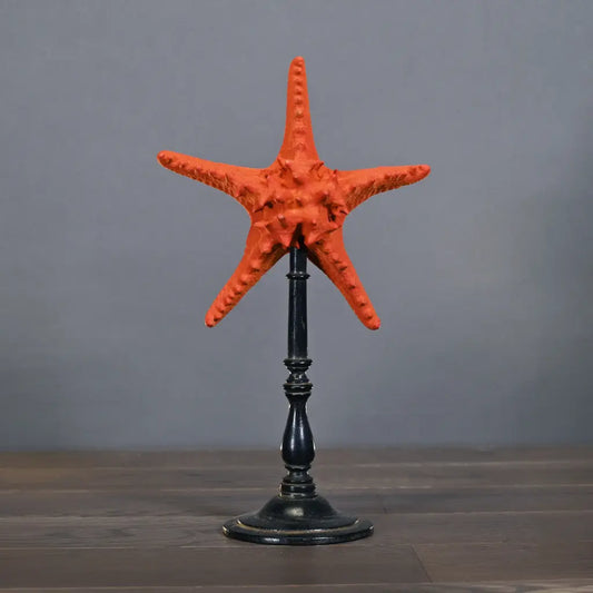 Stella marina su base di legno 39cm