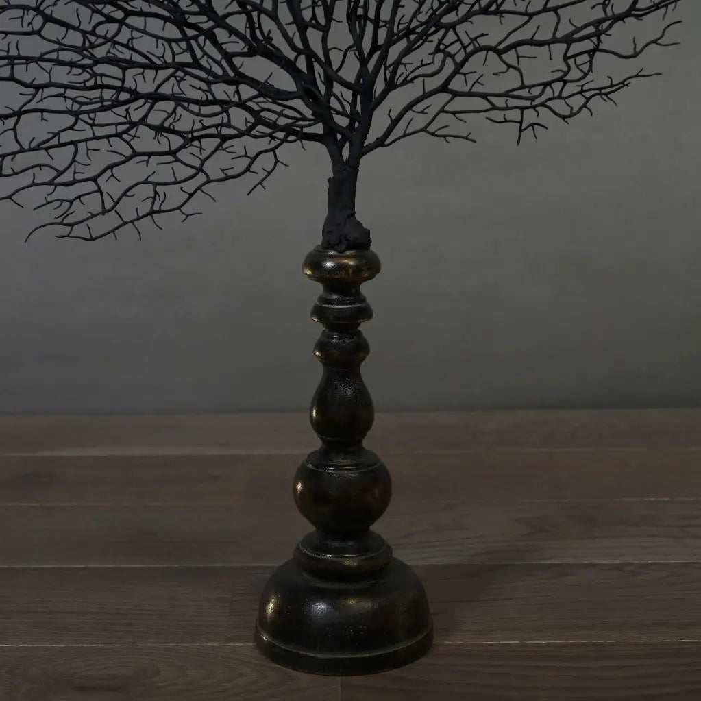 Gorgonia Ventaglio del Mar Nero su supporto 66X55cm